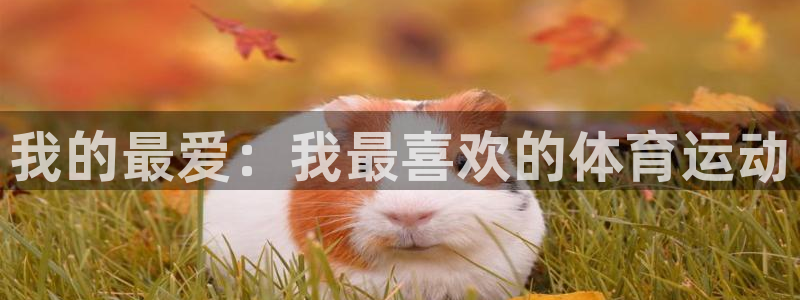 蓝鲸体育官网入口
